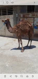 قصابی توکلی 4