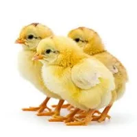 خرید جوجه یک روزه گوشتی راس(ارسال به سراسر کشور) - پارس ماکیان