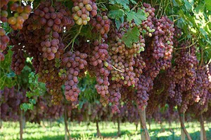 باغ علی‌اصغر شعبانی