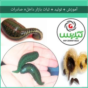 فروشگاه زالوی طبی لاهیجان