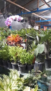 گلستان اطلس