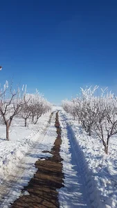 گاوداری علی صلیب