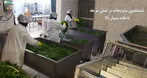 سبزیجات آماده مزرعه سبز ۱