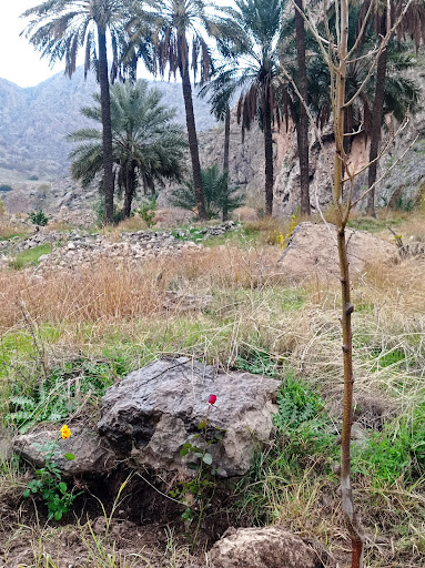 باغ رضا