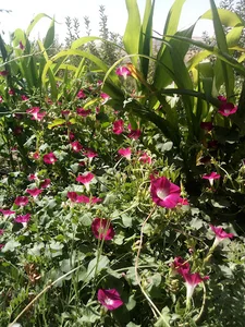 لونا پارک باغلارباغی