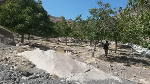 دره گردوی ریوند(بُلبُل‌ اُوشو)