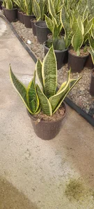 گلباغ دنیای سبز
