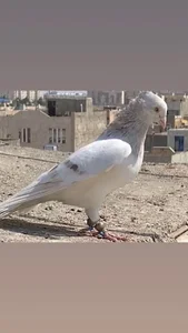 قبرستان ناصرآباد