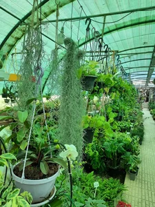 گلخانه هشت باغ 2