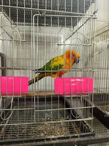 پرنده‌سرای مرواريد