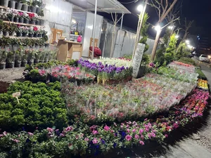 باغ گل وگیاه سادات