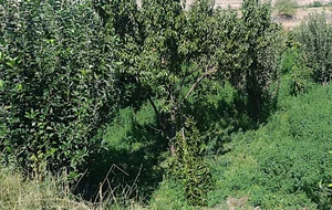 زنبورستان صمدی