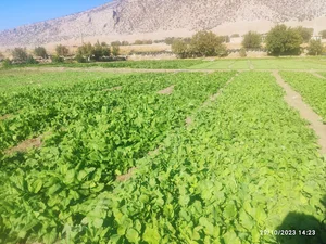 مزرعه سبزی کریمی