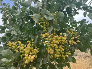 شرکت زیست فناوری کود ماهی خلیج فارس