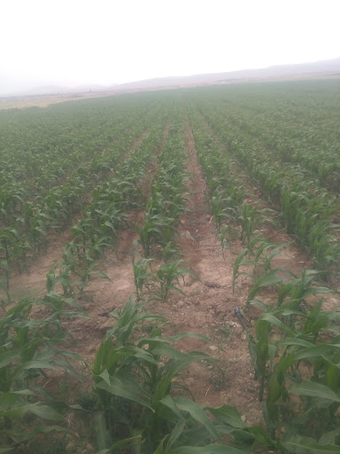 گروه کشاورزي موحدین