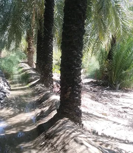 نخلستان چگرد