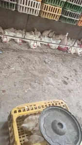 مرغ فروشی مجید