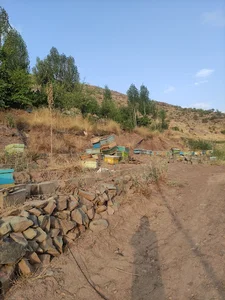 ایران کرک