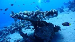 Golden Blocks dive site