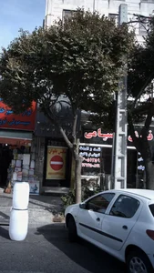 فرش صیامی 2