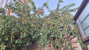 فلکه شهرداری