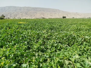 مزرعه کشاورزی اسدالله روستا