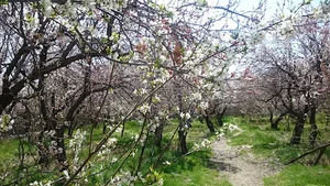 چاه آب کشاورزی زینال لم آباد