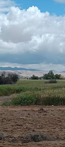 زراعت الیاس سیفی