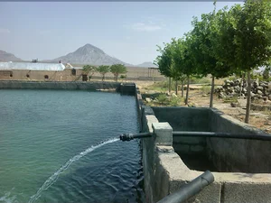 sharifi farm