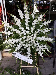 گلسرای گل گندم