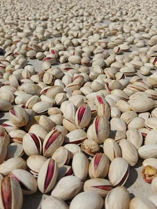 خشکبار زارعی خریدوفروش انواع پسته