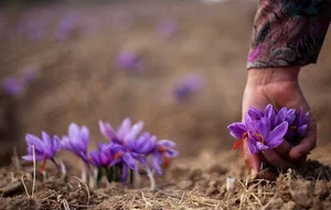 فروشگاه زعفران عمده زرخونه