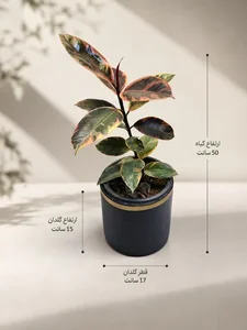 فروشگاه تراریوم وال ای پلنت 2