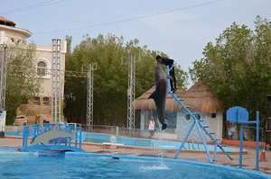 Dolphina