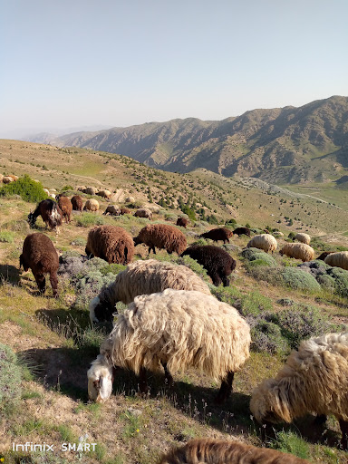 باغ حاجی قوچانی