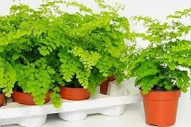 گیاه پرسیاوشان | خواص پرسیاوشان | طرز نگهداری گل پرسیاوشان