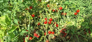 گاوداری حیدری