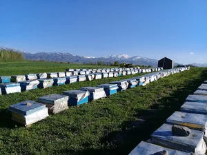 عسل ساوالان_قاسمی