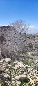 برکه جیکی