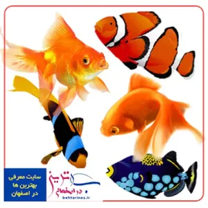 آکواریم فروشی برکه