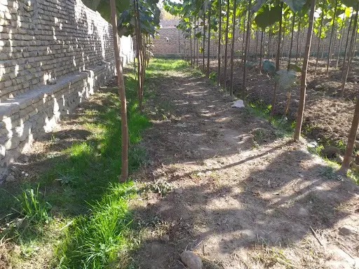 باغ پالونیای فایض/Fayez Paulownia Garden