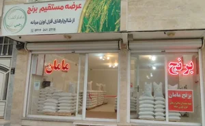برنج مامان کشت رجبی