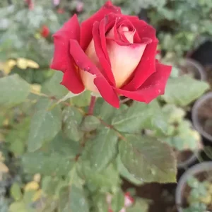 کلینیک گیاه پزشکی