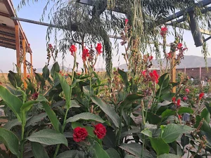 باغ یزدانی کابل