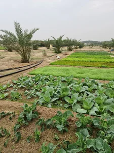 Al Ghunaim Farm