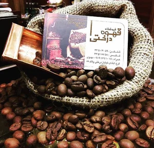قهوه درختی