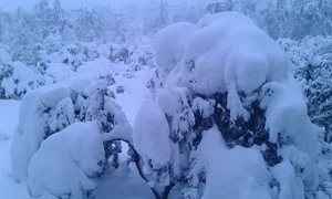 بوستان اندیشه
