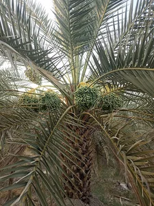 حاجی اباد