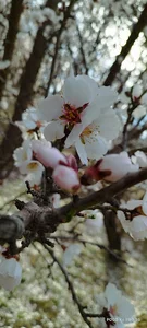 باغ آقای اسدلله لازمی