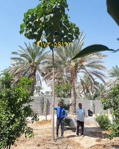 طب جویان طبیعت